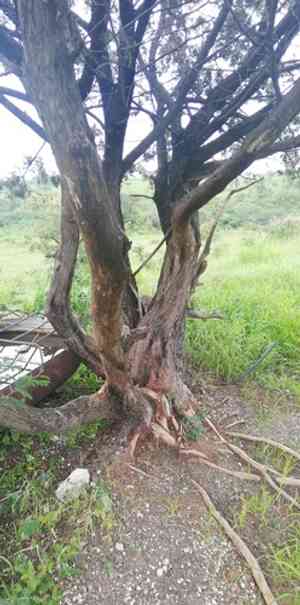Rose fruited juniper(Juniperus coahuilensis)