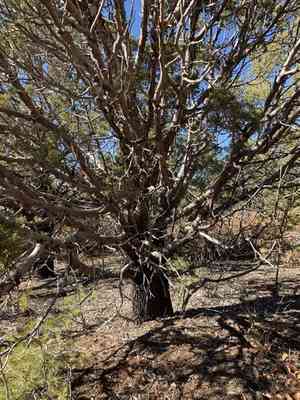 Alligator juniper(Juniperus deppeana)