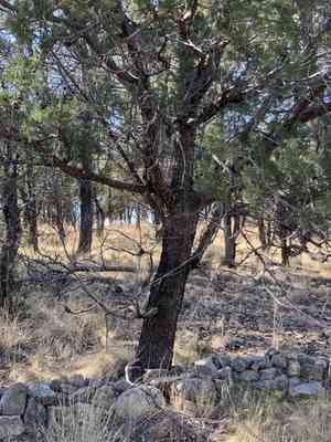 Alligator juniper(Juniperus deppeana)