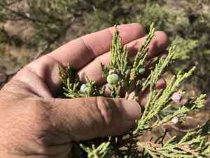 Alligator juniper(Juniperus deppeana)