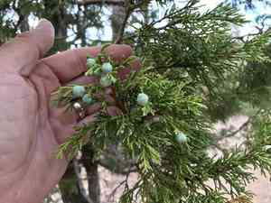 Alligator juniper(Juniperus deppeana)