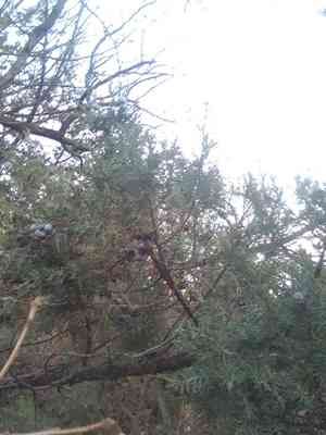 Greek juniper(Juniperus excelsa)