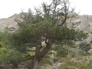 Greek juniper(Juniperus excelsa)