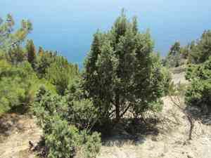 Greek juniper(Juniperus excelsa)