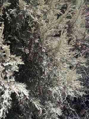 Greek juniper(Juniperus excelsa)