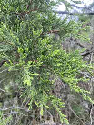 Stinking juniper(Juniperus foetidissima)