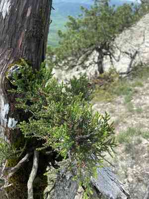 Stinking juniper(Juniperus foetidissima)