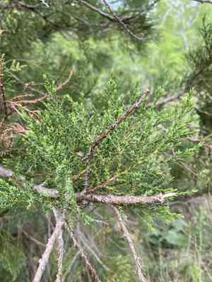 Stinking juniper(Juniperus foetidissima)