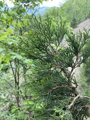 Stinking juniper(Juniperus foetidissima)