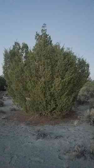 Utah Juniper(Juniperus osteosperma)
