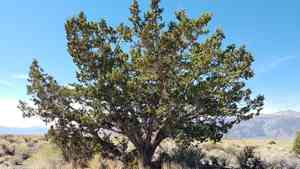 Utah Juniper(Juniperus osteosperma)