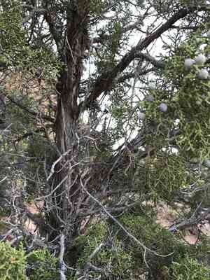 Utah Juniper(Juniperus osteosperma)