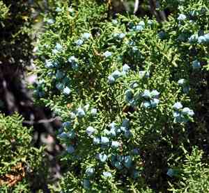 Utah Juniper(Juniperus osteosperma)