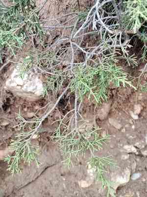 Phoenician juniper(Juniperus phoenicea)