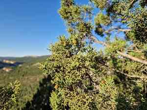 Phoenician juniper(Juniperus phoenicea)