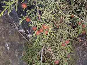 Phoenician juniper(Juniperus phoenicea)