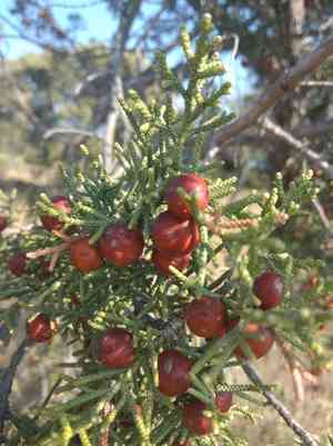 Phoenician juniper(Juniperus phoenicea)