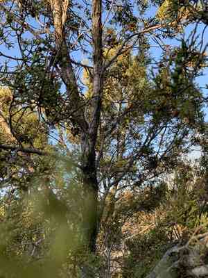 Redberry juniper(Juniperus pinchotii)