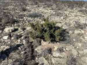 Redberry juniper(Juniperus pinchotii)