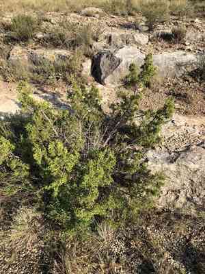 Redberry juniper(Juniperus pinchotii)