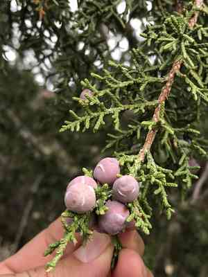 Redberry juniper(Juniperus pinchotii)