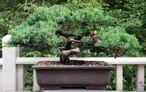 Japanese garden juniper(Juniperus procumbens)