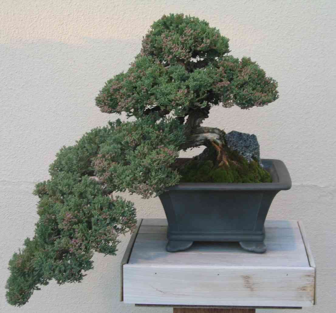 Japanese garden juniper(Juniperus procumbens)