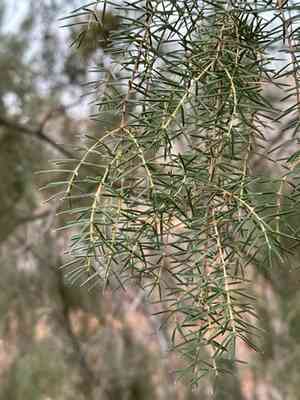 Needle juniper(Juniperus rigida)