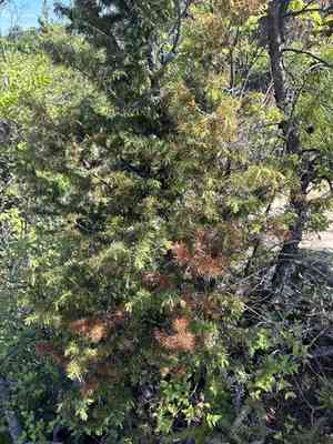 Needle juniper(Juniperus rigida)