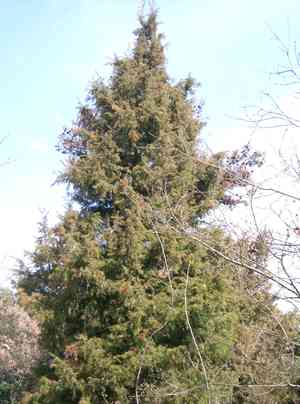 Needle juniper(Juniperus rigida)