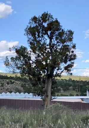 Junipers (Juniperus)(Juniperus)