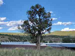 Junipers (Juniperus)(Juniperus)