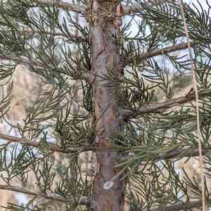 Junipers (Juniperus)(Juniperus)