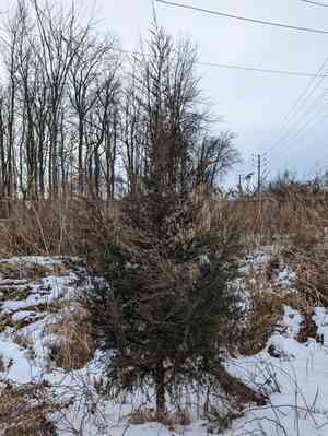 Junipers (Juniperus)(Juniperus)