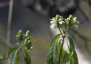 Malabar nut(Justicia adhatoda)