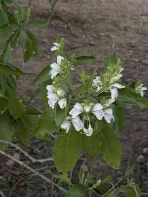 Malabar nut(Justicia adhatoda)