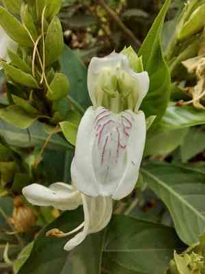 Malabar nut(Justicia adhatoda)