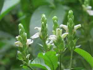 Malabar nut(Justicia adhatoda)