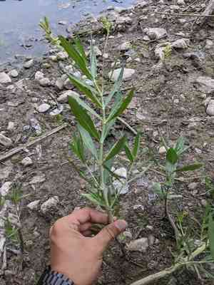 American water-willow(Justicia americana)