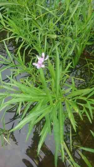 American water-willow(Justicia americana)