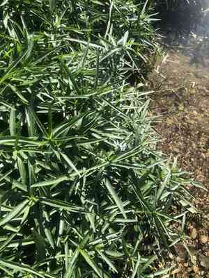 American water-willow(Justicia americana)