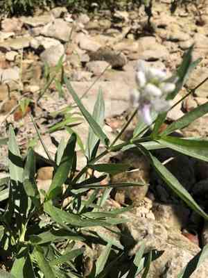 American water-willow(Justicia americana)