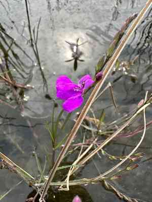 Pineland water-willow(Justicia angusta)
