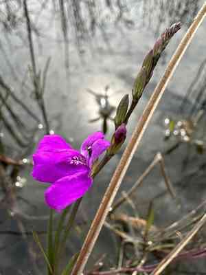 Pineland water-willow(Justicia angusta)