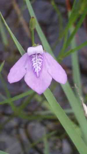 Pineland water-willow(Justicia angusta)