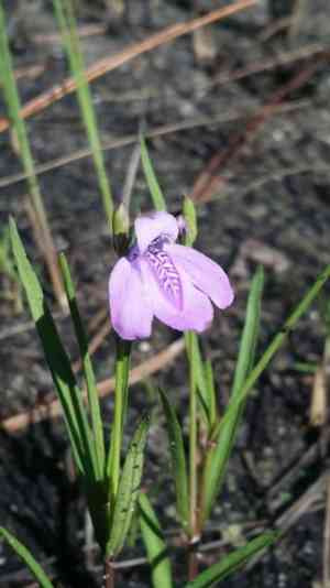 Pineland water-willow(Justicia angusta)