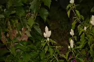 Squirrel's tail(Justicia betonica)