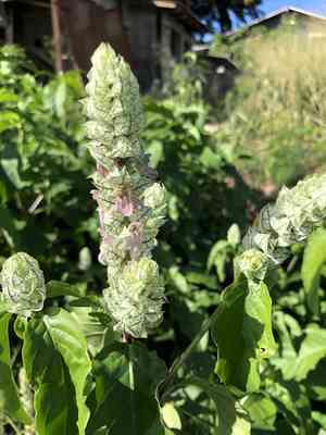Squirrel's tail(Justicia betonica)