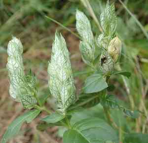 Squirrel's tail(Justicia betonica)