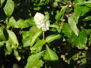 Squirrel's tail(Justicia betonica)